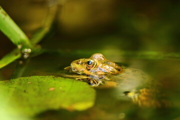 Grenouille en gros plan dans sa mare, Tarn