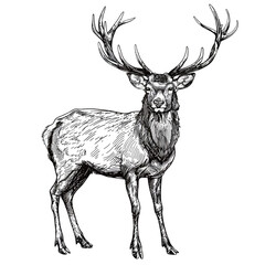 a drawing of a deer with antlers and antlers.