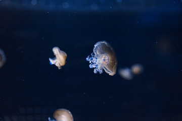underwater photos of mediterranean jellyfish Cotylorhiza tuberculata