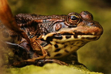 Grenouille en gros plan Tarn