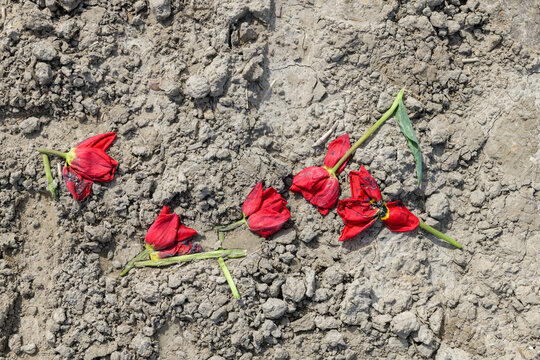Trampled red tulips picked by vandalists from a tulip field and left behind to die on the soil.