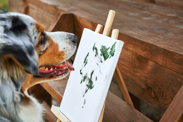 A dog of the Australian Shepherd breed, tricolor, gray, paints a picture with a brush in nature....