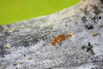 Insect sucking plant juices coccid, scale on the plant shoot.