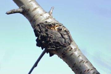 Bacterial canker of trees. Bacterial disease of fruit trees caused by Pseudomonas syringae var. syringae. Symptoms on a branch of a cherry tree.