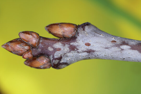 Macro photo of a oak branch with buds in winter.
