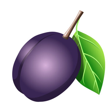 recommend clip art: Realistic plum fruit illustration. Isolated food clipart