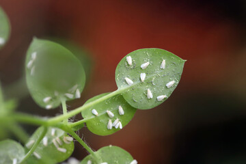 Numerous whiteflies on the lower side of the leaves. Visible eggs and white waxy secretions.