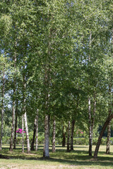 photo, tree branch, atmosphere, tree, nature, summer, sunlight, forest, scene, birch, background, landscape, outdoor, season