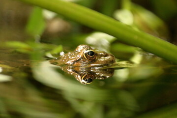 Grenouille verte en gros plan dans sa mare