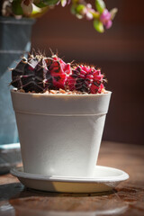 cactus flower in a white pot on brown wooden table in the morning coffee time at home
