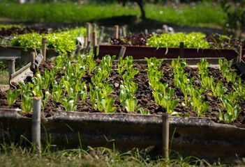 home grown vegetable is good hobby or job that can make it small for exercise or big farm to be business .it has all benefit 