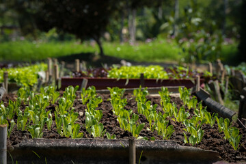 home grown vegetable is good hobby or job that can make it small for exercise or big farm to be business .it has all benefit