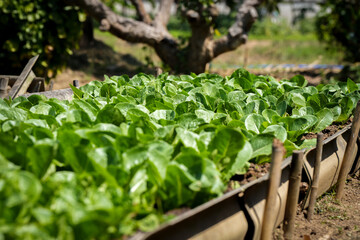 home grown vegetable is good hobby or job that can make it small for exercise or big farm to be business .it has all benefit