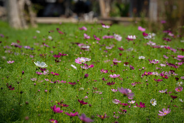 cosmos flower farm in the garden is very beautiful especially in group in sunny day time