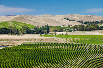 Weinbau, Seddon, Marlborough, Südinsel, Neuseeland