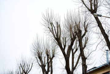 Tree topping, cutting off the entire top of tree. Top of the tree is cut off for trees that are too big and encroaching on rooftops and powerlines. Tree topping and crown reduction.
