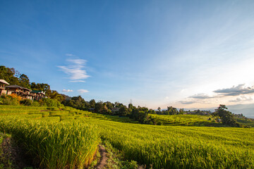 Terraced rice fields, good atmosphere - 757929618