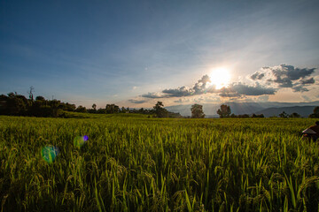 Terraced rice fields, good atmosphere - 757929630