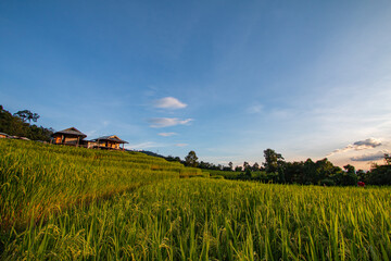 Terraced rice fields, good atmosphere - 757929665