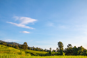 Terraced rice fields, good atmosphere - 757929675
