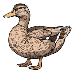 a drawing of a duck with the number 3 on it