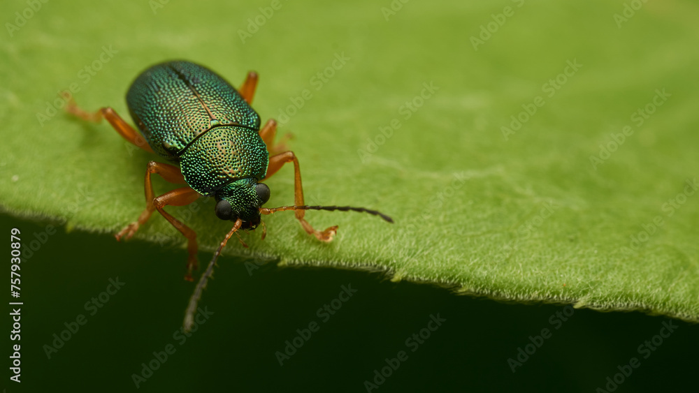 Wall mural a green insect perched on a green leaf