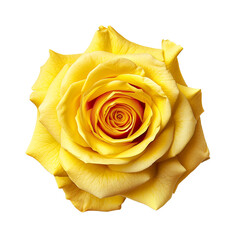 yellow rose flower isolated on transparent background