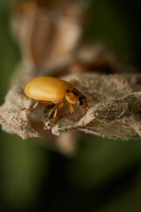 A newly born ocher colored San Antonio cow