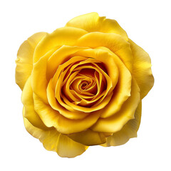 yellow rose flower isolated on transparent background