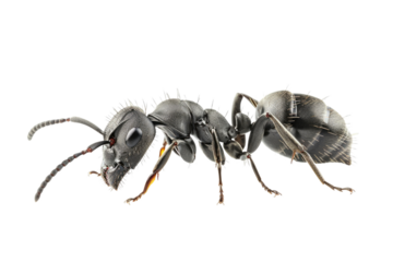 Close up photo of ant transparent background
