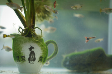 drawing cat watch group of small fish in fish tank preppare to hunt the victim for food