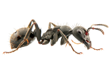 Close up photo of ant transparent background