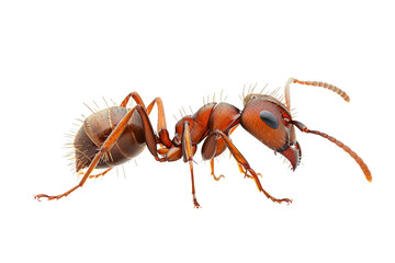 Close up photo of ant transparent background