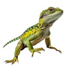 Lizard isolated on transparent background