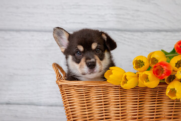 cute Welsh corgi puppy in a basket with spring flowers yellow tulips on a light wooden background