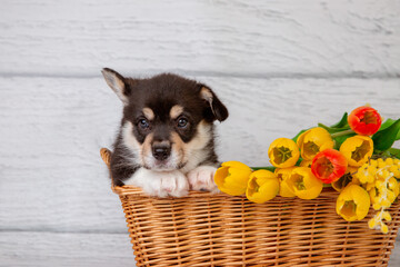 cute Welsh corgi puppy in a basket with spring flowers yellow tulips on a light wooden background