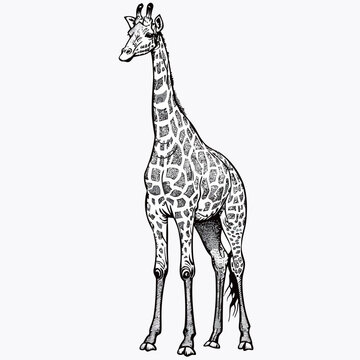 a drawing of a giraffe that is black and white