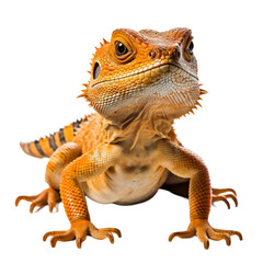 Fototapeta premium Lizard isolated on transparent background
