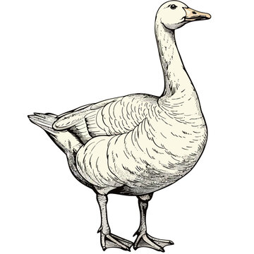 recommend clip art: a drawing of a goose with a black beak and a white outline