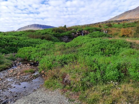 Islandzki las Icelandic forest. U podn&oacute;ża g&oacute;ry.