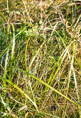 Wassenaar, Netherlands - November 06 2020 : a close up of the soil in the forest with green grass, fall dried leaves and others