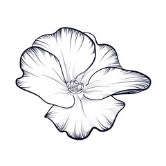 Fototapeta premium hand drawing of a blooming primrose flower vector