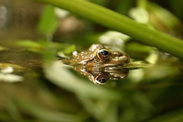 Grenouille verte en gros plan dans sa mare