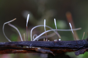 Redleg club fungus, Typhula erythropus, wild fungus from Finland