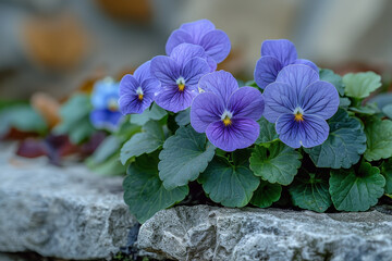 Modest Violets Blooming in a Shaded Corner
