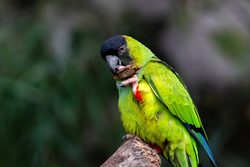 blue and green macaw