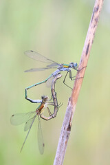 Emerald damselfly, Lestes sponsa, also known as common spreadwing, male and female mating