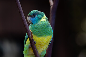 blue and yellow parrot