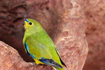 blue and green macaw