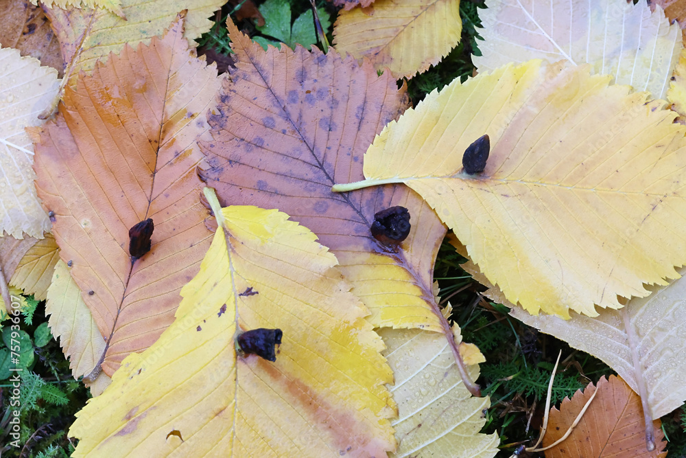 Wall mural Elm sack gall aphid, Tetraneura ulmi, galls on fallen elm leaves 